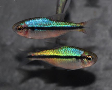Blå svartbandsfisk - Hyphessobrycon melanostichos
